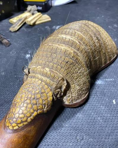 Caixa de charango feita com o casco de um quirquincho, o tatu andino